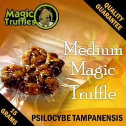 A close-up of Tampanensis magic truffle, known for its ability to stimulate creativity and philosophical thinking