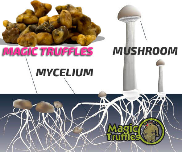 What are magic truffles?